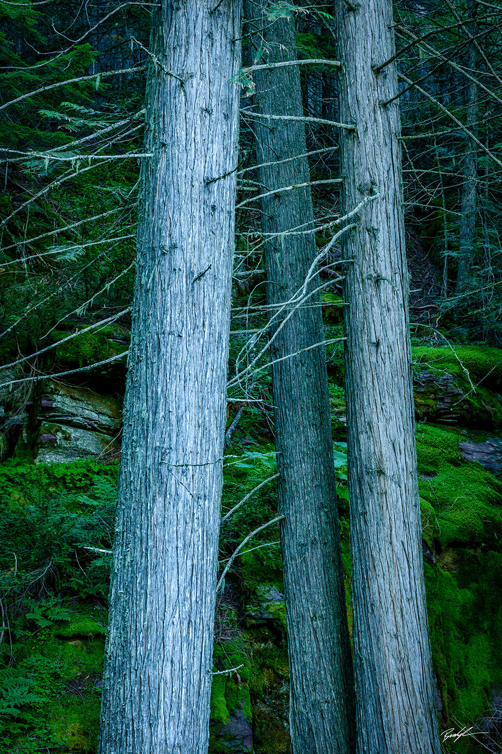 Ancient Cedars, Glacier National Park, Montana