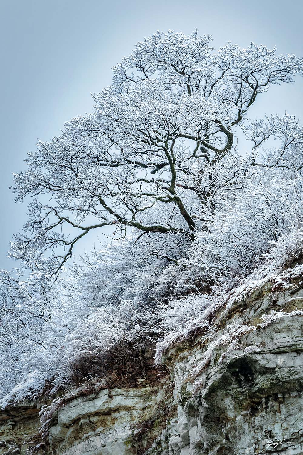 Frozen Tree Great River Road Southern Illinois