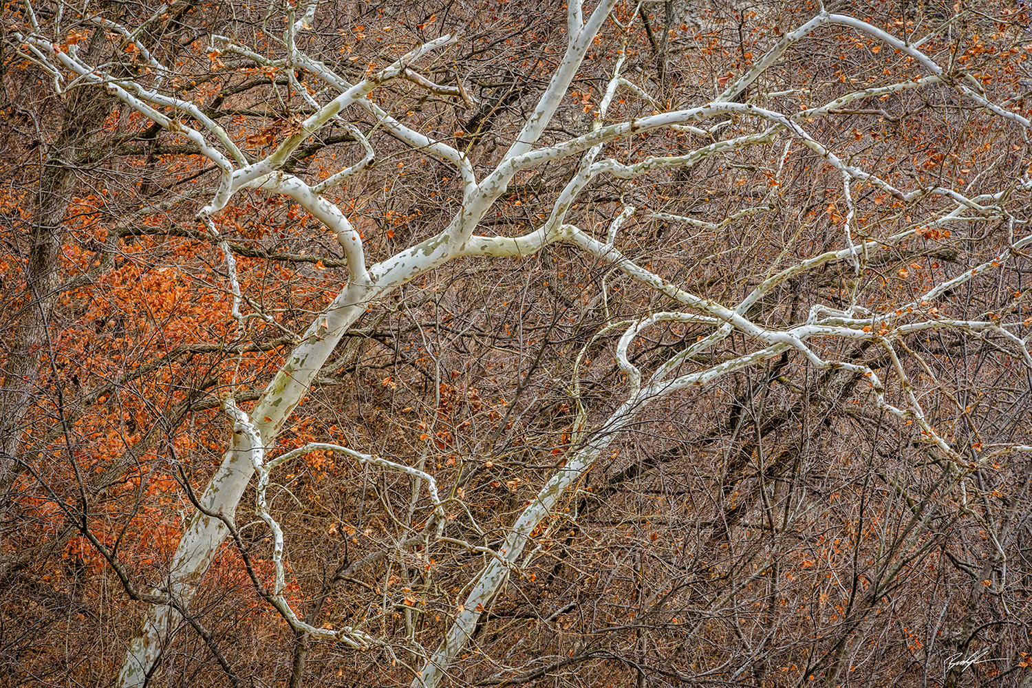 Winter Sycamore Great River Road Grafton Illinois