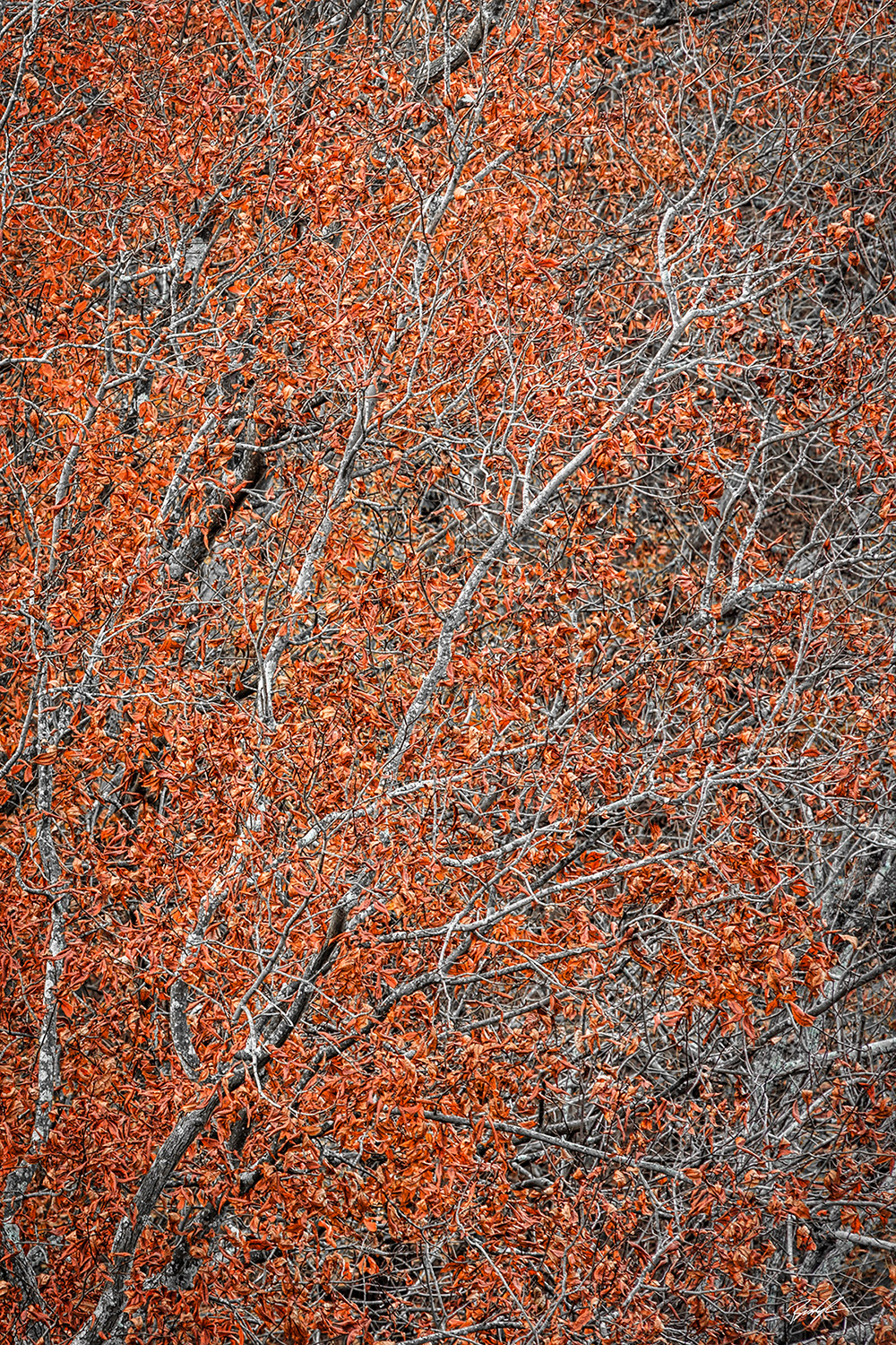 Burnt Orange Autumn Foliage Shawnee National Forest Illinois