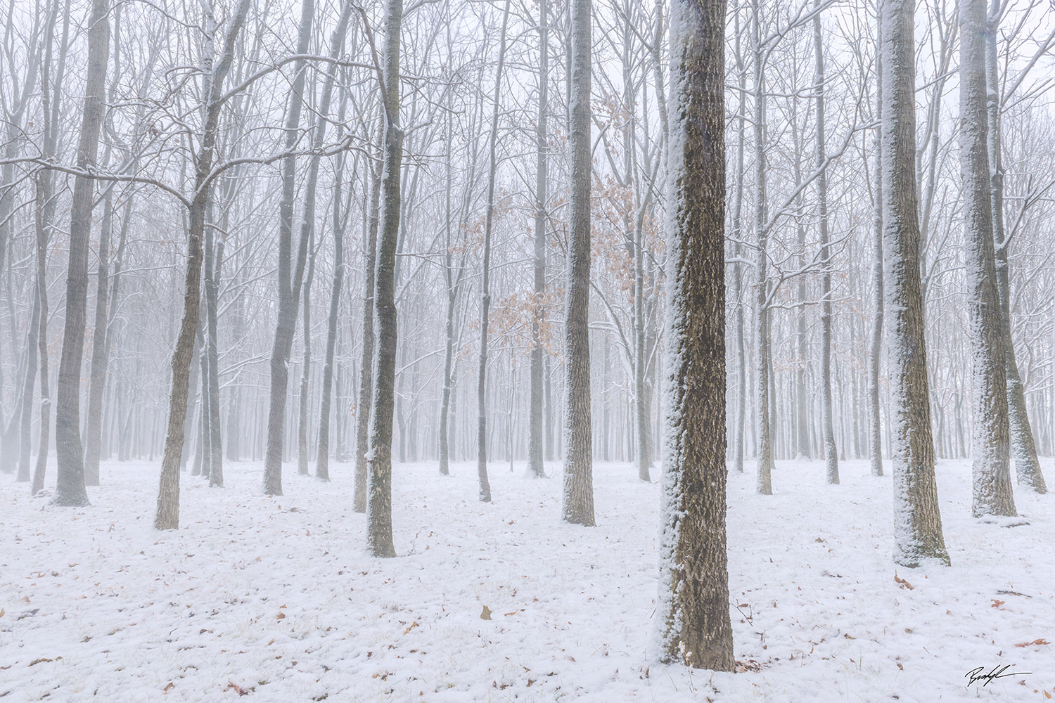 Snow and Trees Silver Lake Highland Illinois