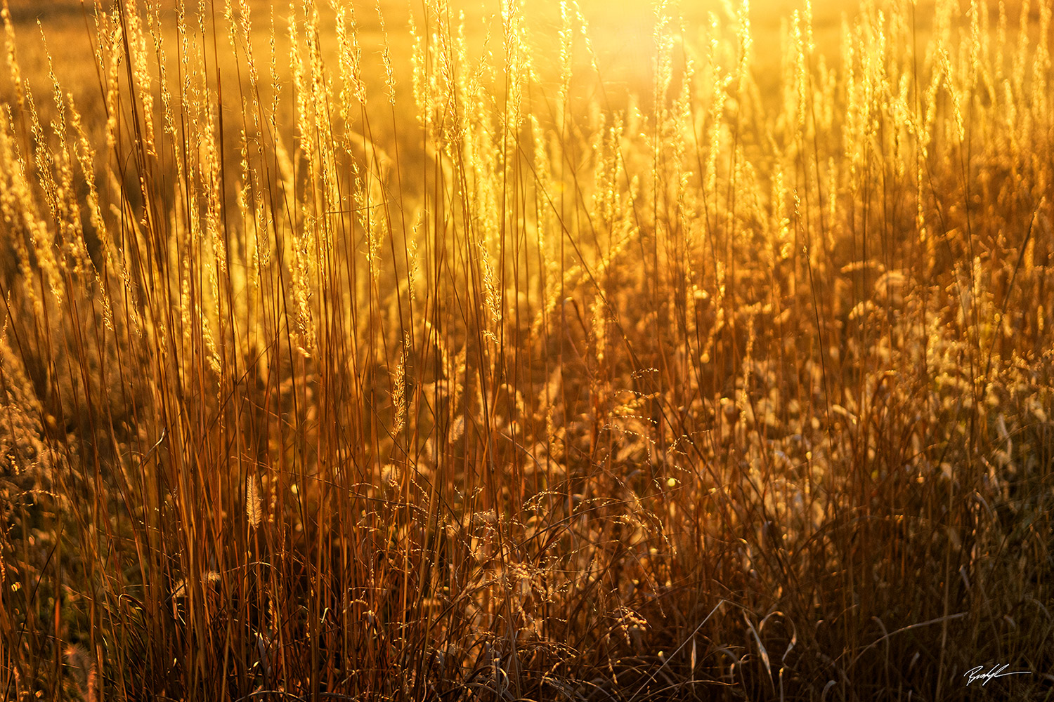 Sunlight Grass Pere Marquette State Park Illinois