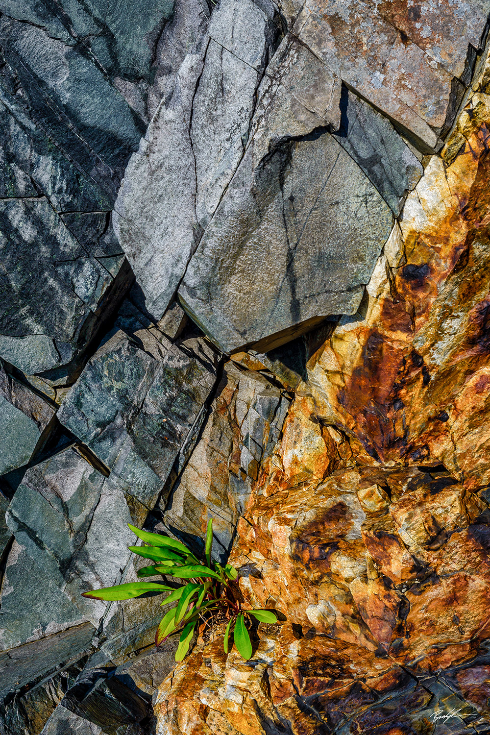 Shoreline Rock Close up Acadia National Park Maine