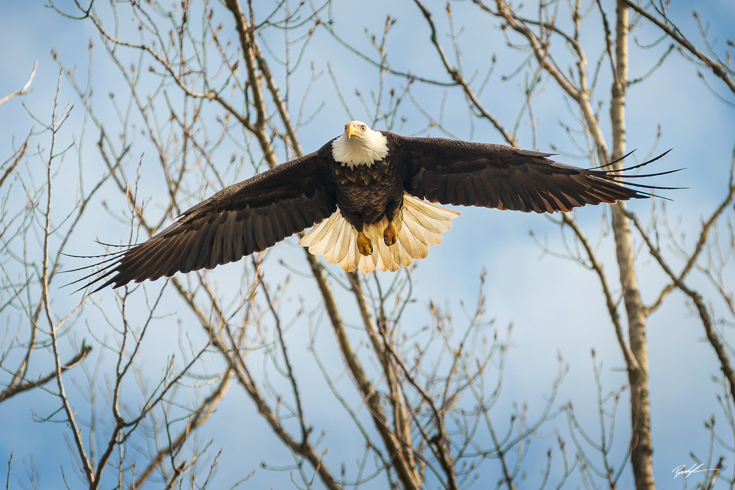 Bald Eagle Outstretched Wings Carlyle Illinois