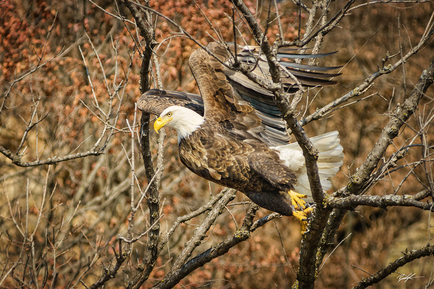 Bald Eagle Trees Grafton Illinois