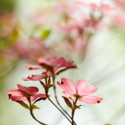 Pink Dogwood Tree Blossoms