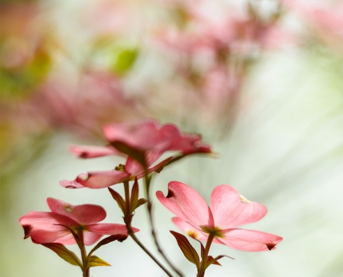 Pink Dogwood Tree Blossoms