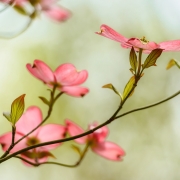 Pink Dogwood Tree Blossoms