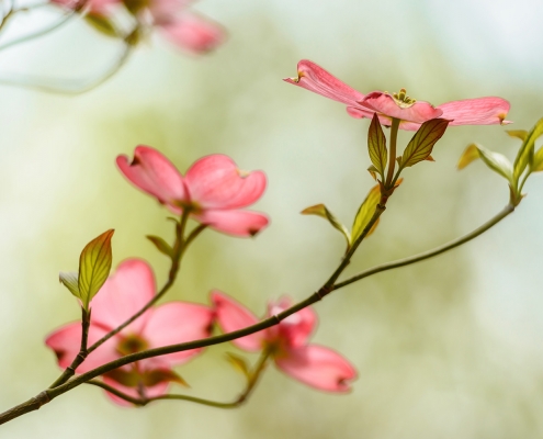 Pink Dogwood Tree Blossoms