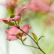 Pink Dogwood Tree Blossoms