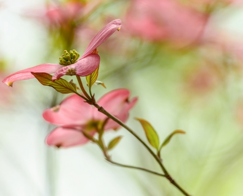 Pink Dogwood Tree Blossoms