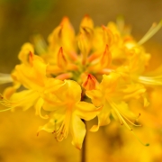 Azalea Orange