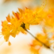 Azalea Orange