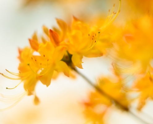 Azalea Orange