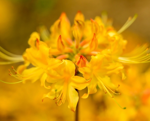 Azalea Orange