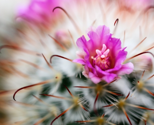 Cactus Silken Pincushion Pink