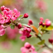 Crab Apple Blossoms Pink