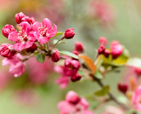 Crab Apple Blossoms Pink