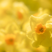 Daffodil Yellow