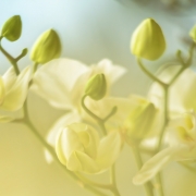 Light Yellow Orchids