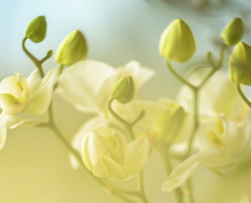 Light Yellow Orchids