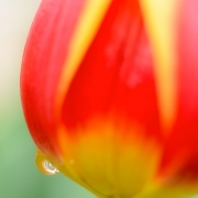 Red Yellow Tulip Raindrop