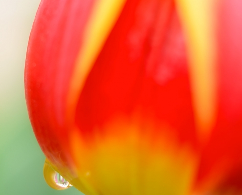 Red Yellow Tulip Raindrop