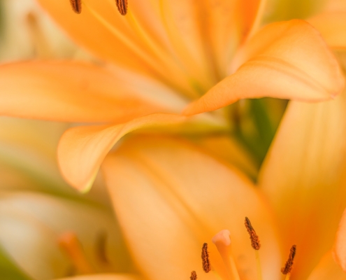 Light Orange Lilies