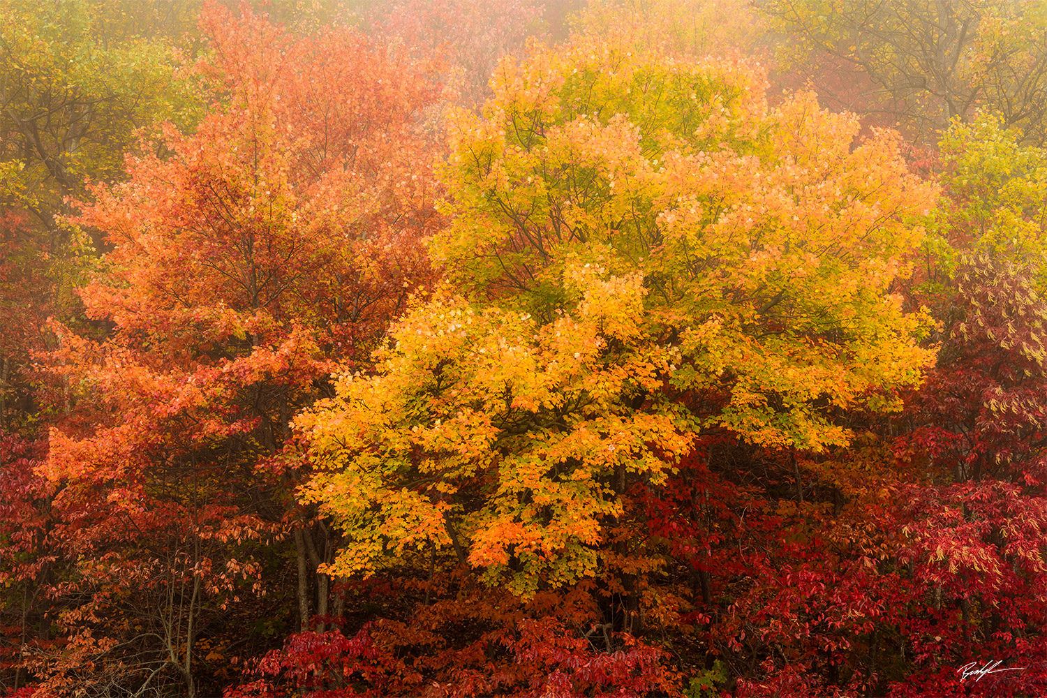 Autumn Trees Blue Ridge Parkway North Carolina