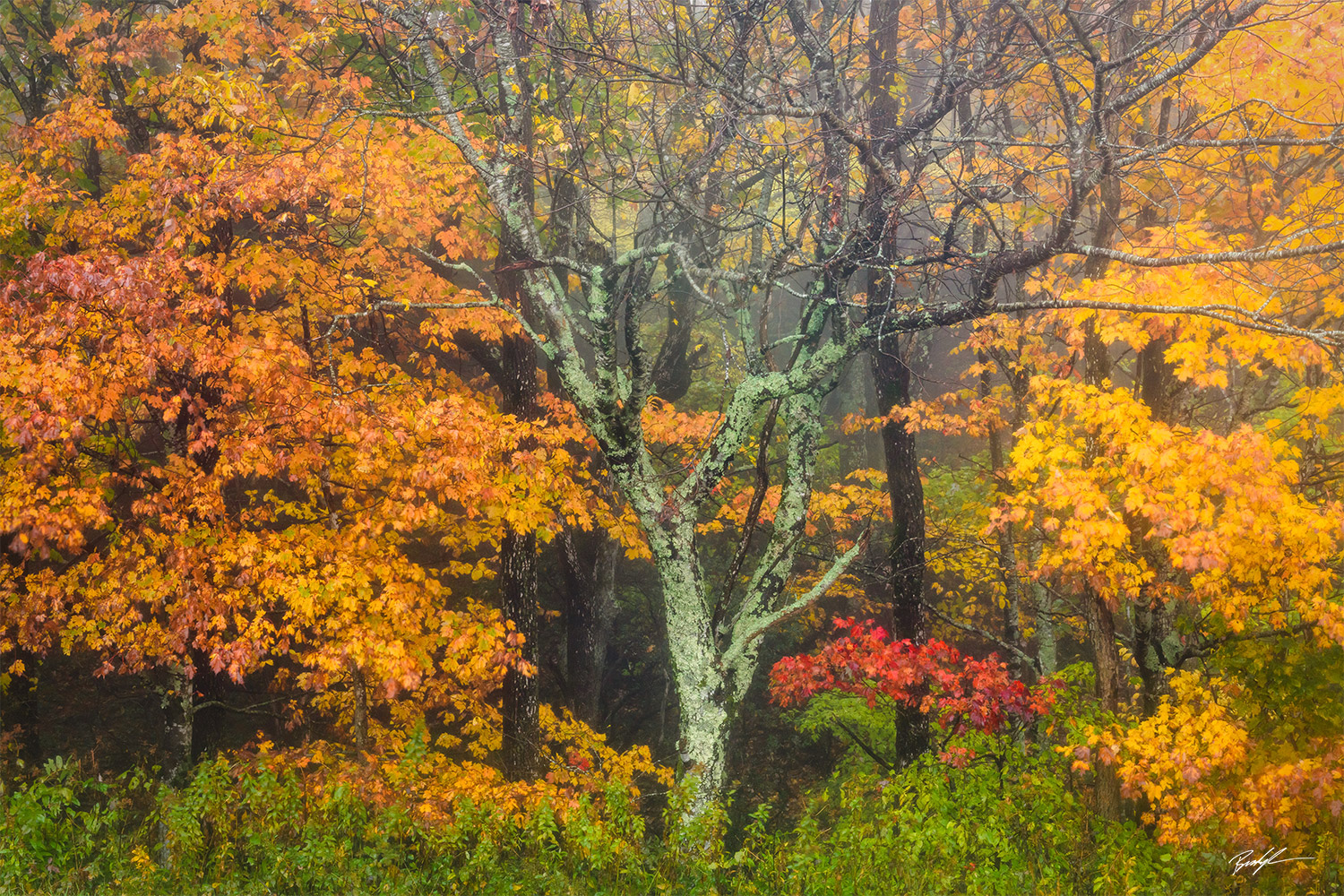 Autumn Trees Rain Blue Ridge Parkway North Carolina