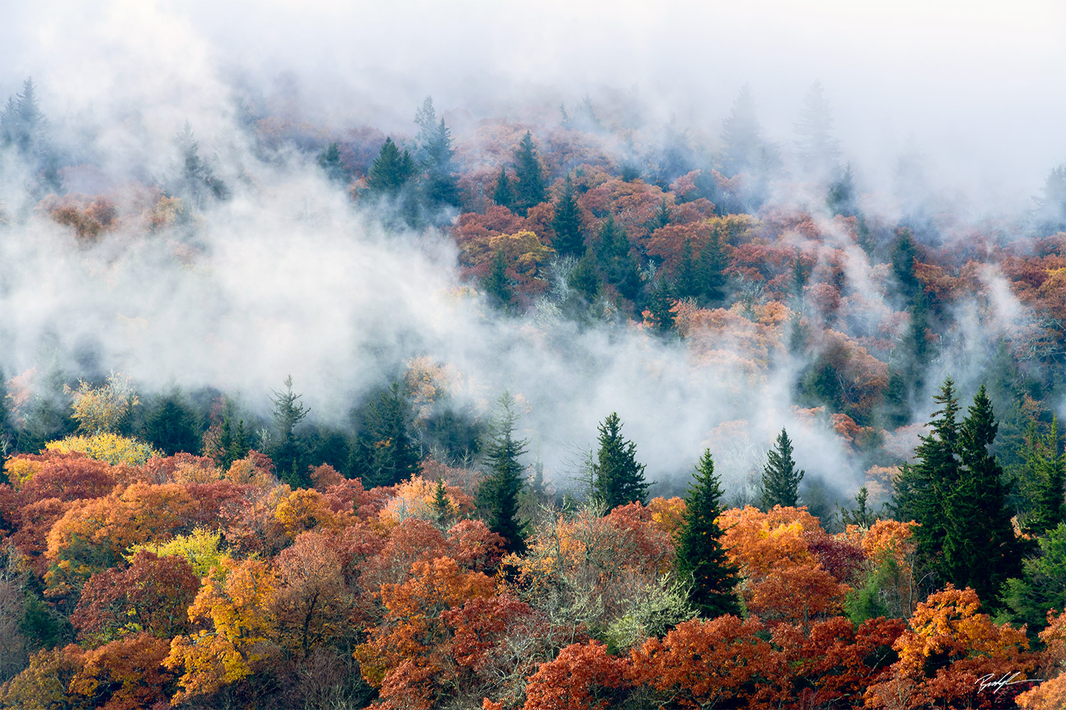 Blue Ridge Parkway Autumn Trees Fog North Carolina