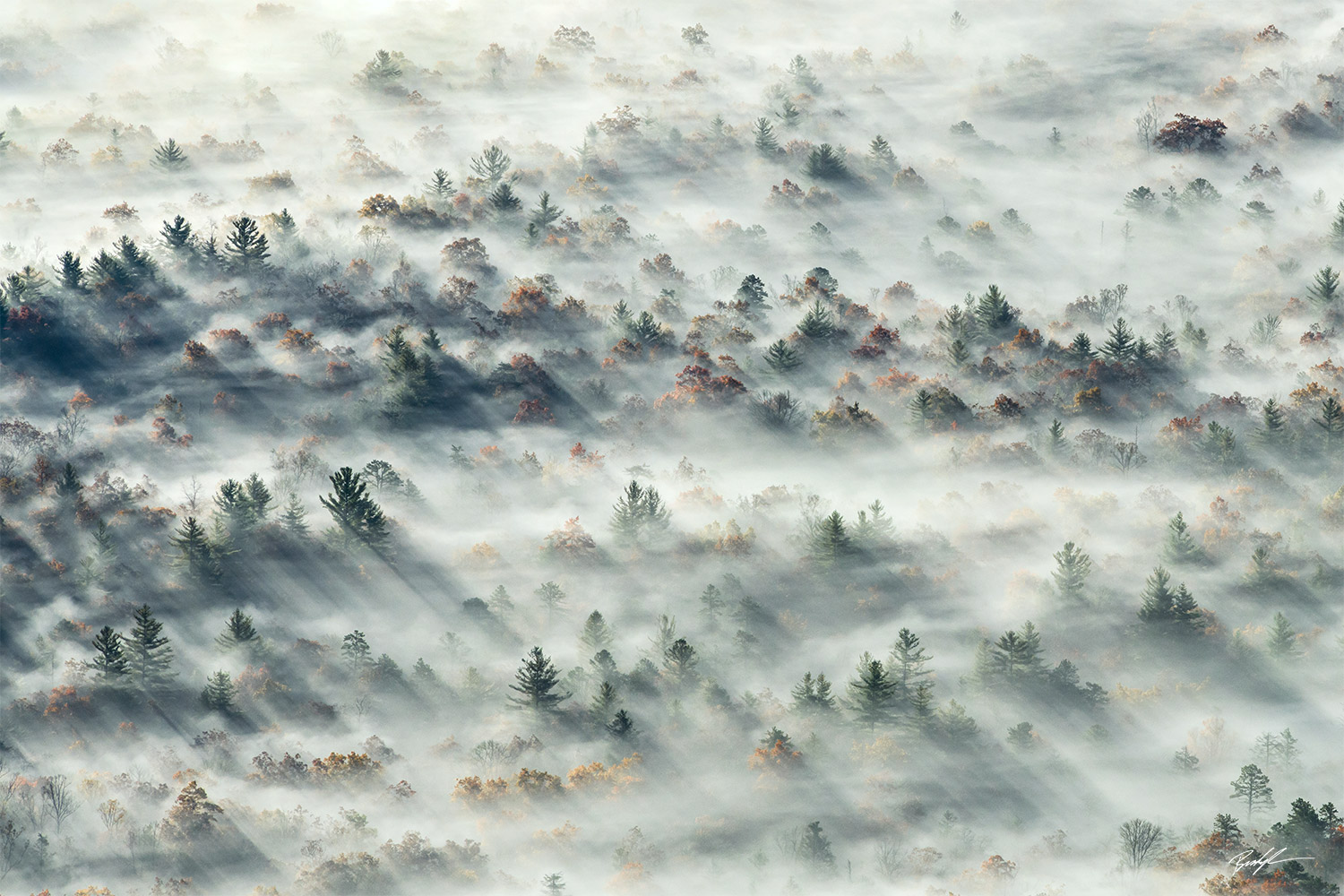 Foggy Forest, Blue Ridge Parkway, North Carolina