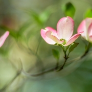 Pink Dogwood Blossoms