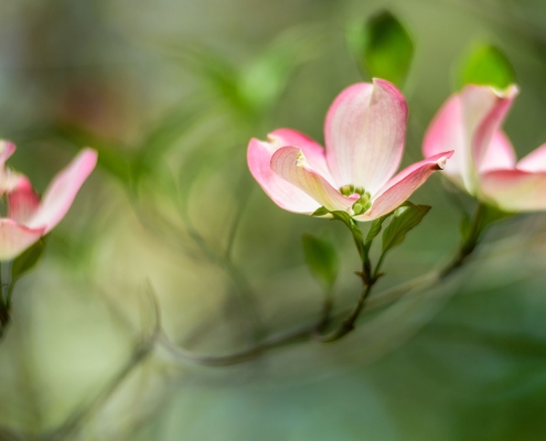 Pink Dogwood Blossoms