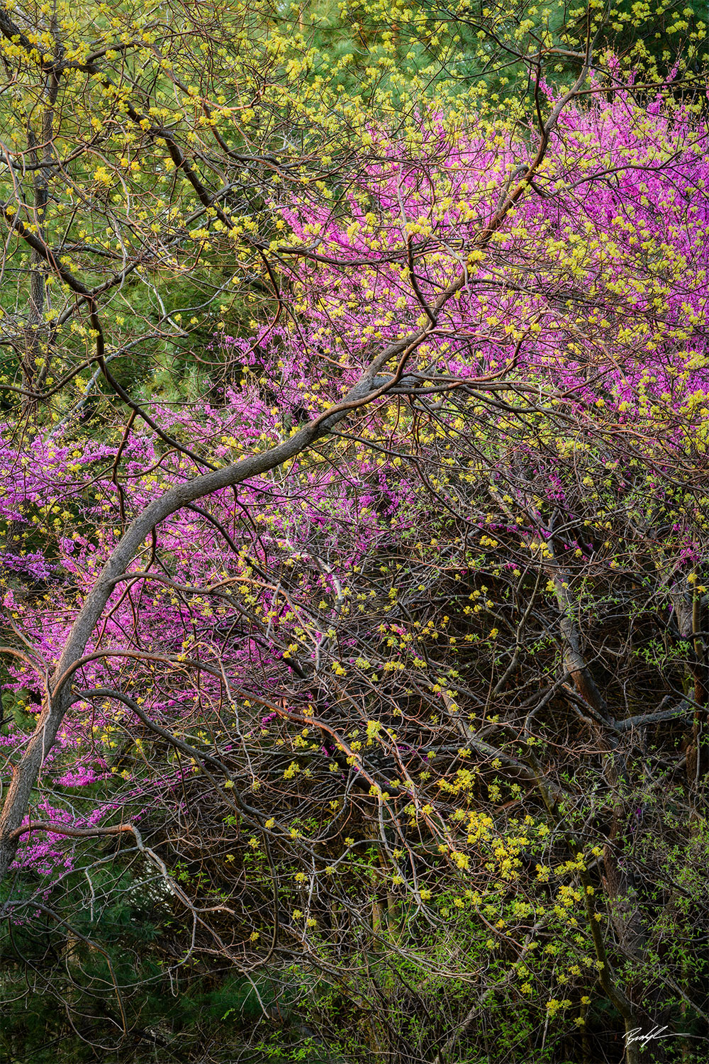 Red Bud Tree Spring Foliage Illinois