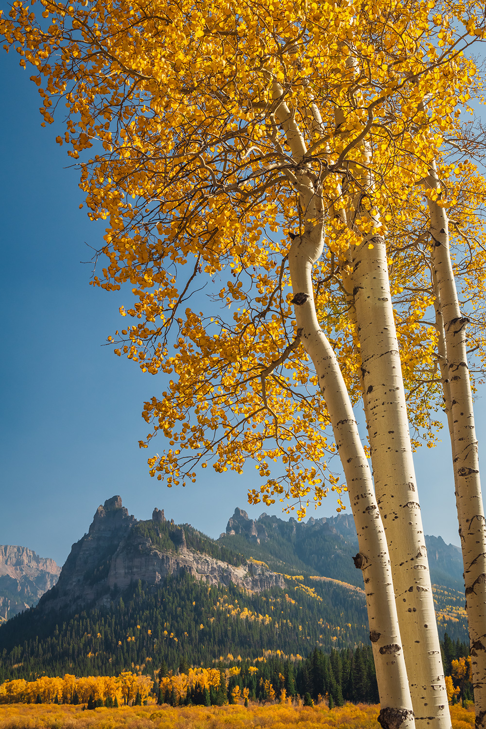 Aspens Cimarron Mountain Range Uncompahgre Colorado