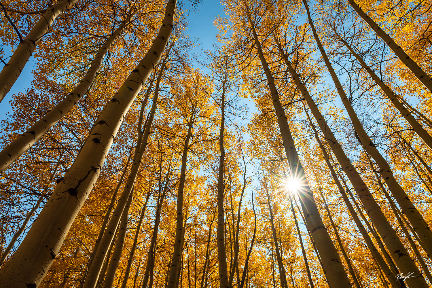 Aspen Trees Sunburst, San Juan Mountains Colorado