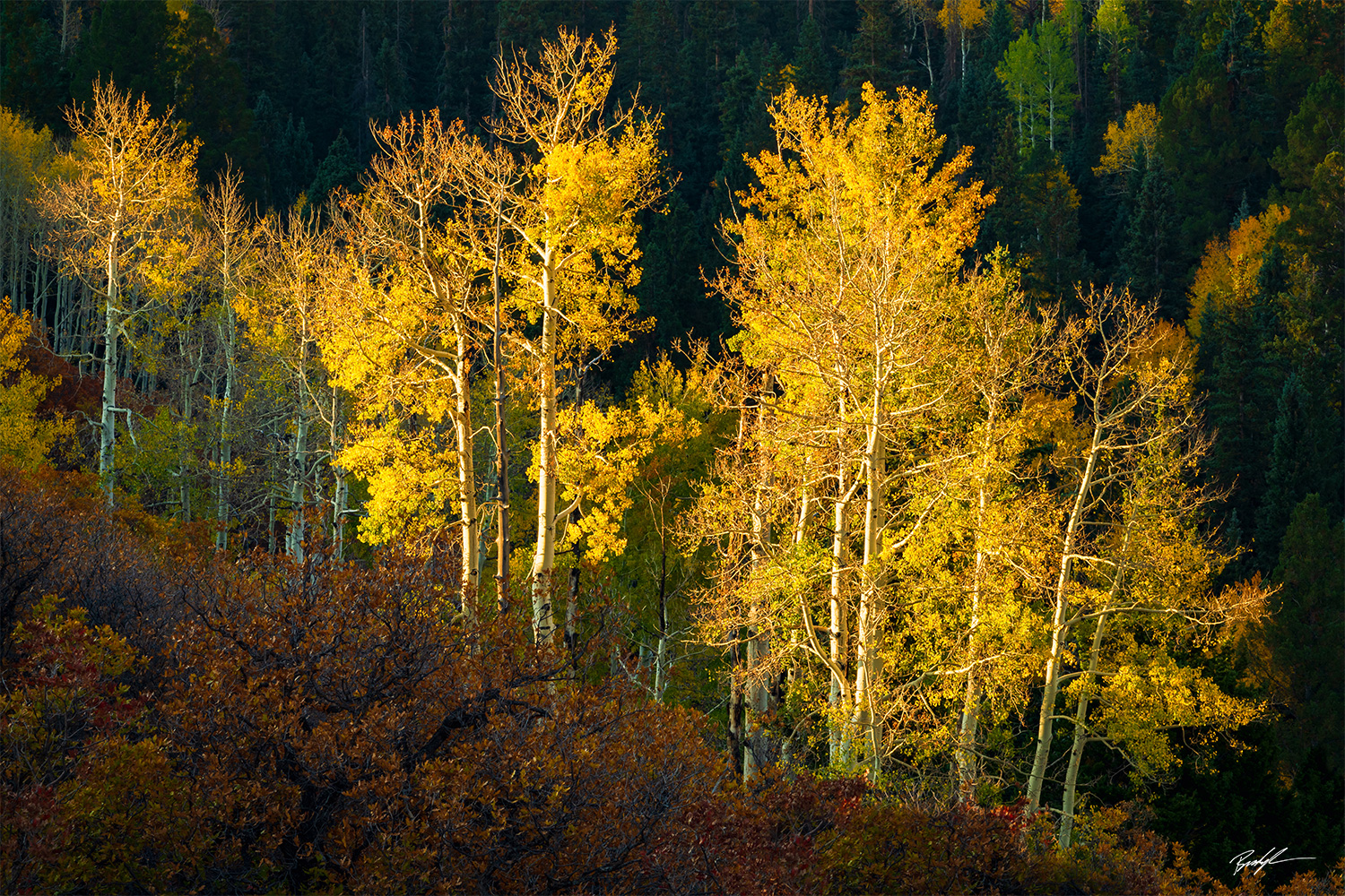 Aspen Trees San Juan Mountains Colorado