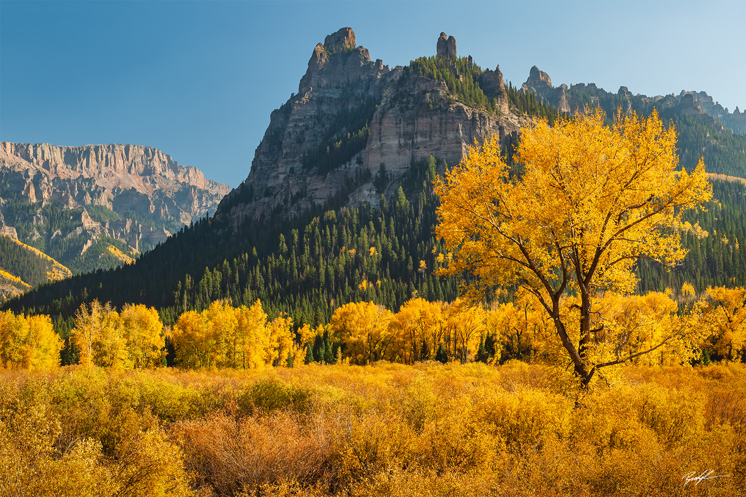 Cottonwood Tree Cimarron Range Colorado