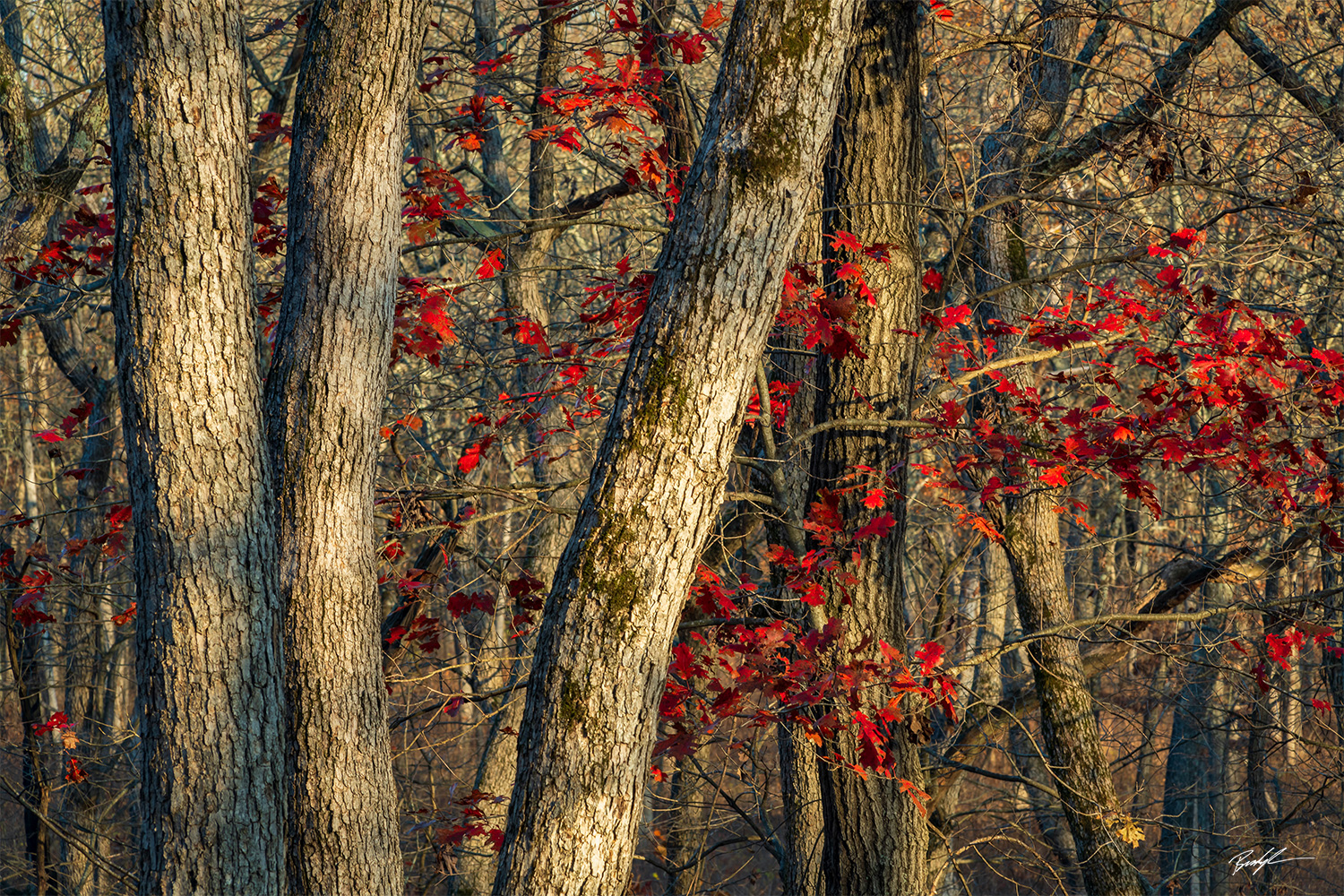 Oak Tree Grove Shaw Nature Reserve Missouri