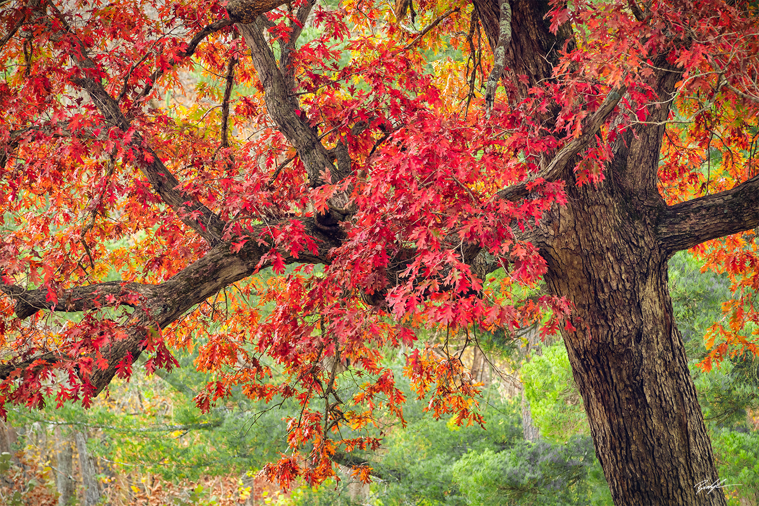 Red Oak Tree Shaw Nature Reserve Missouri