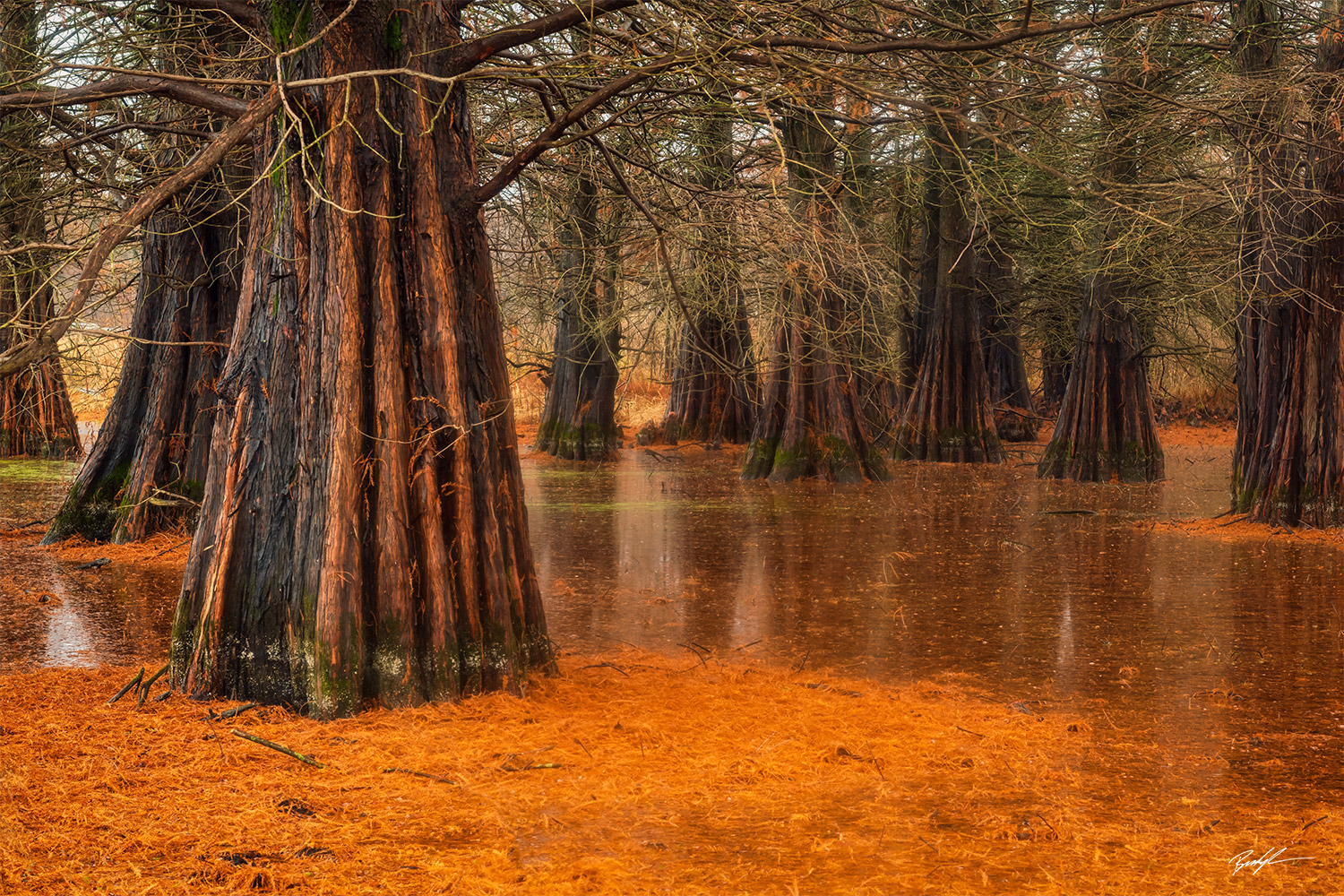 Bald Cypress Tree Eldon Hazlet State Park Illinois