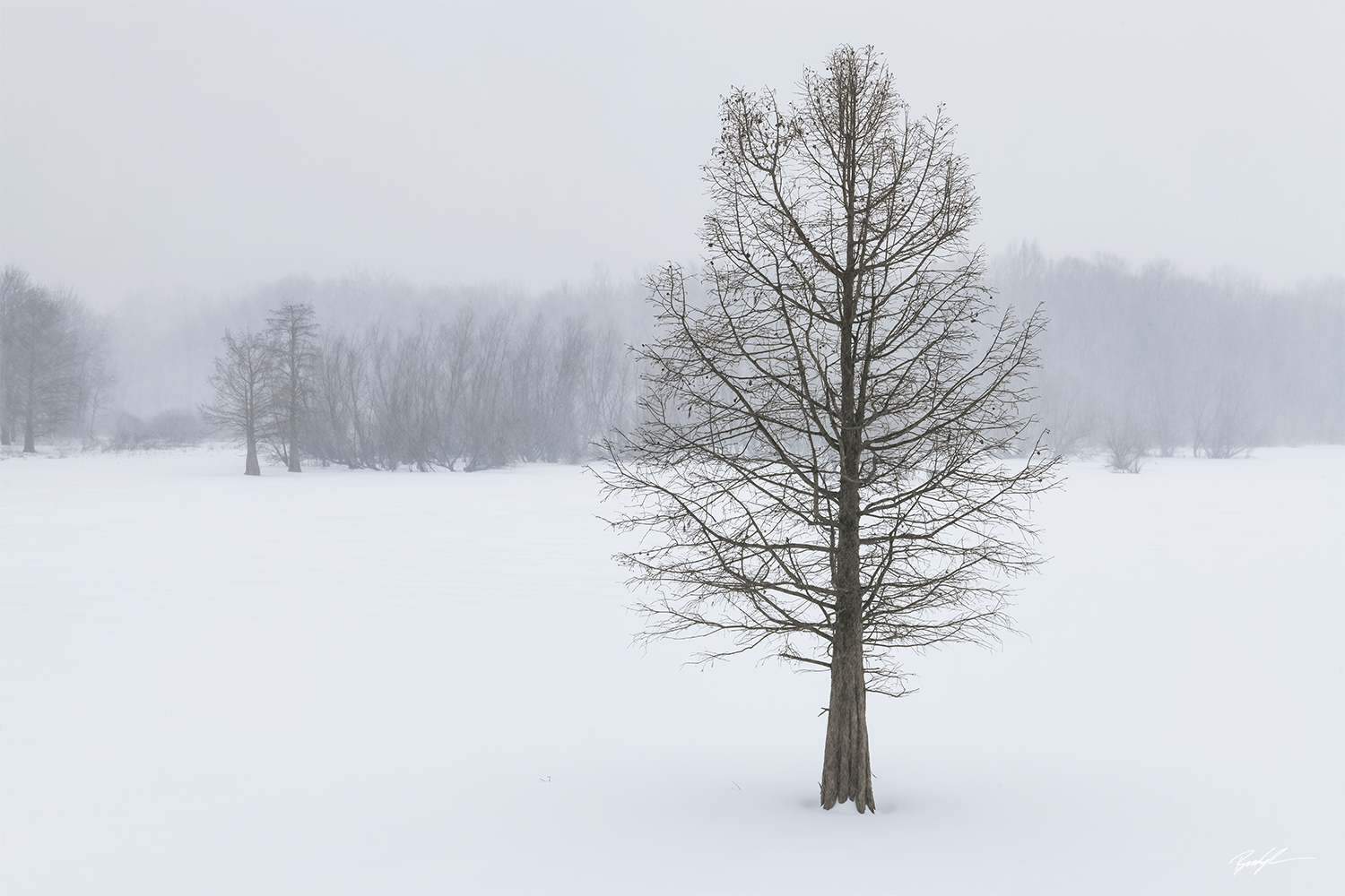 Bald Cypress Tree Winter Eldon Hazlet State Park Illinois