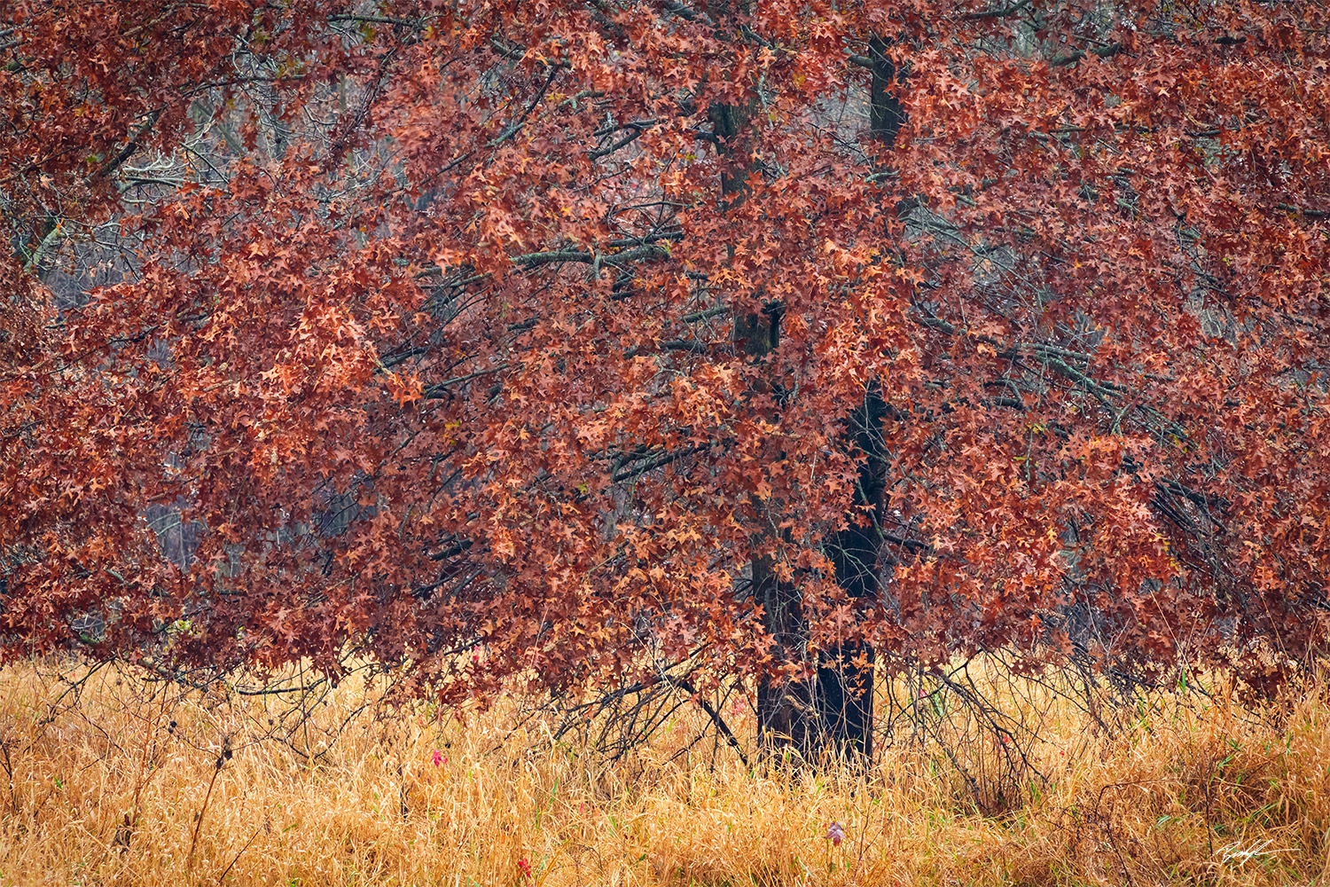 Oak Tree Eldon Hazlet State Park Illinois
