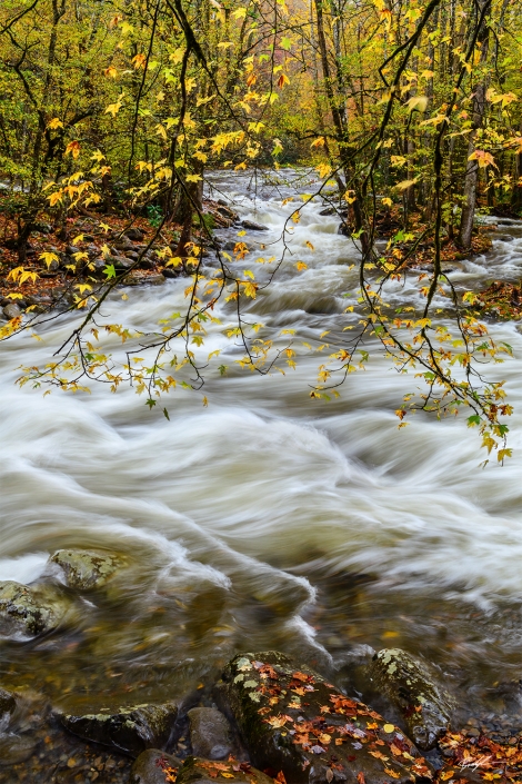 #W107 – Greenbrier Little Pigeon River Smoky Mountain National Park Tennessee Greenbrier Little Pigeon River Smoky Mountain National Park Tennessee