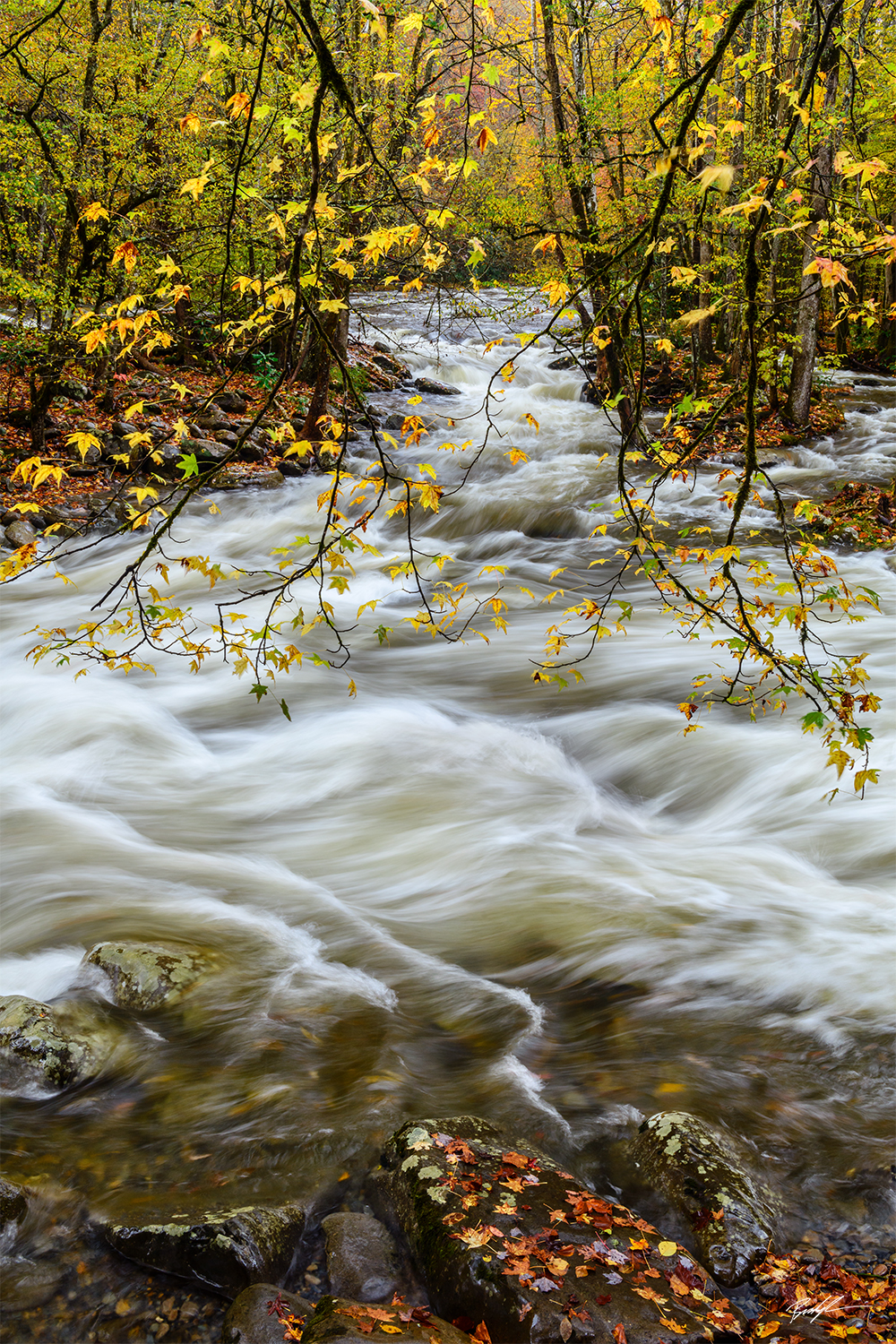 Greenbrier Little Pigeon River Smoky Mountain National Park Tennessee