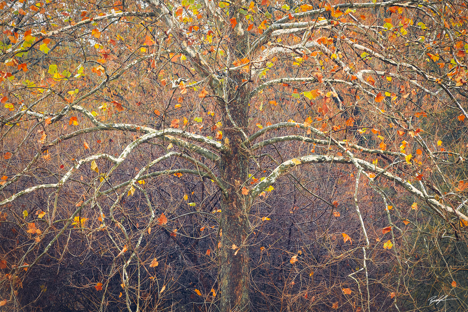 Sycamore Tree Eldon Hazlet State Park Illinois