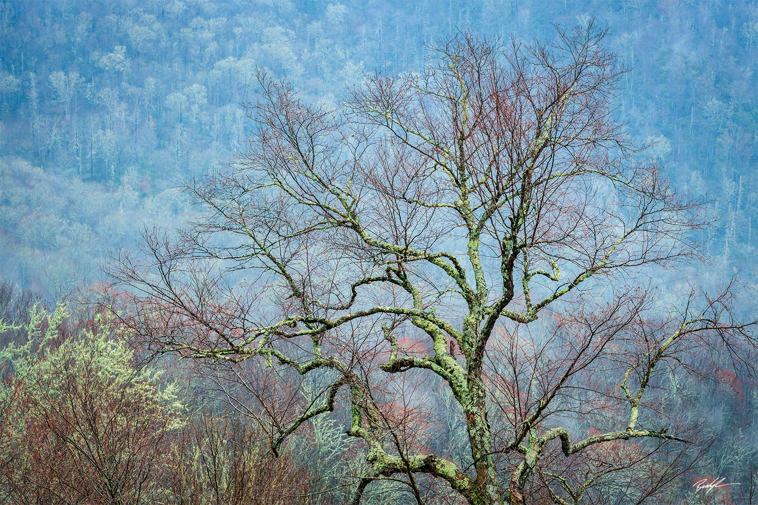 Trees and Mountains Smoky Mountain National Park Tennessee