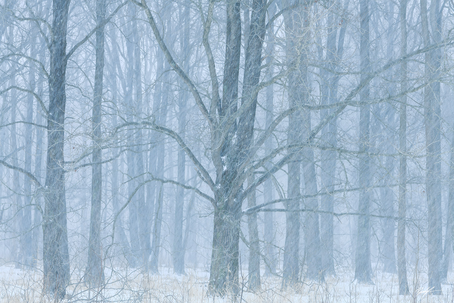 Winter Trees Snow Storm Eldon Hazlet State Park Illinois