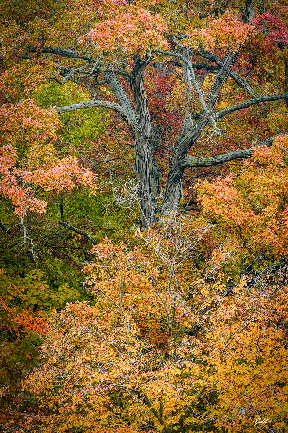 Autumn Hardwoods, Silver Lake, Highland, Illinois
